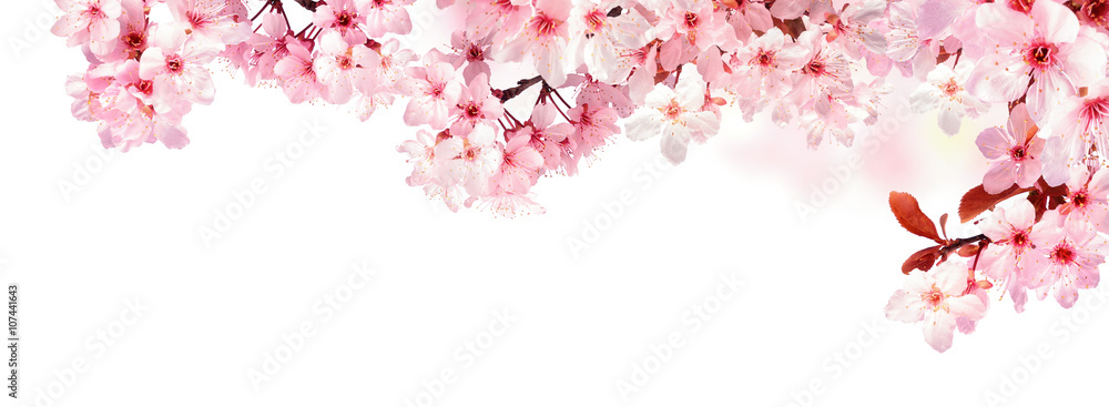 Verträumte Kirschblüten als Bordüre auf weißem Hintergrund