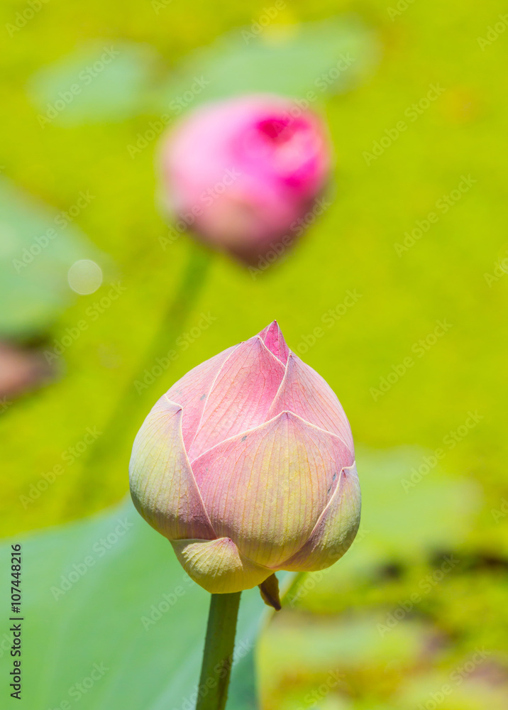 Closeup lotus flower on green background