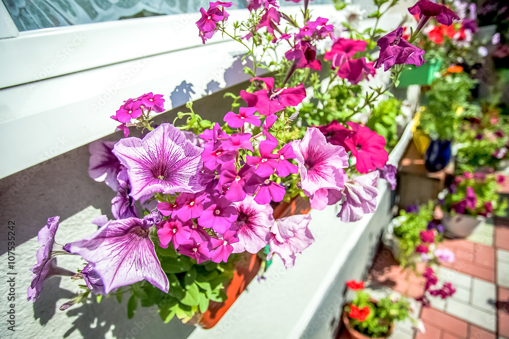 外面窗台上的花盆里有夏天的花