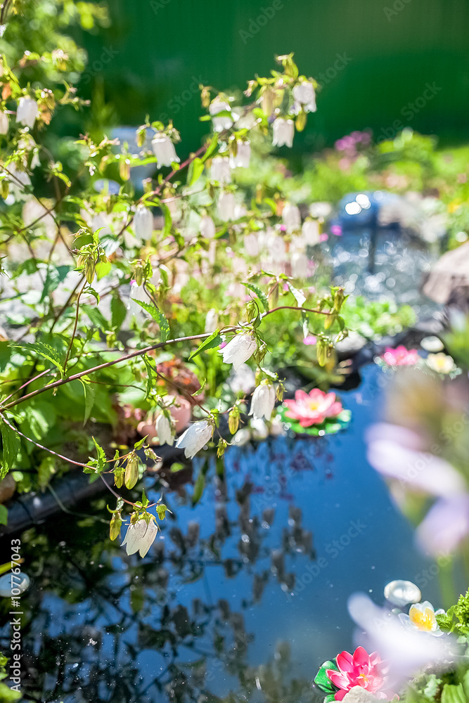 花园背景池塘上开着白花的灌木
