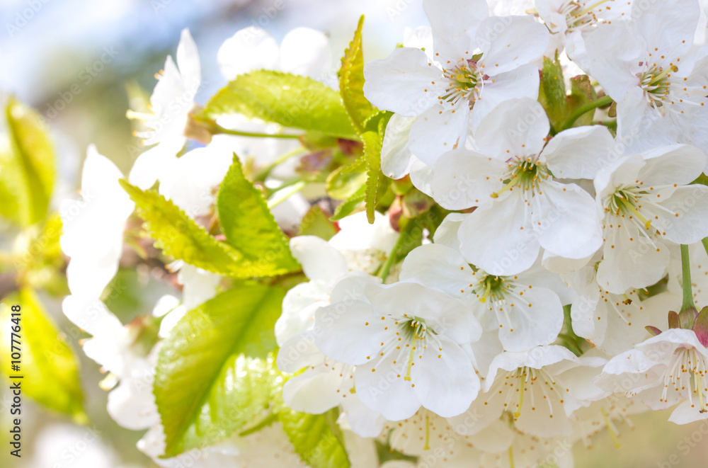 Frühling - Blüten - Frühlingsblüten - Frühlingszeit