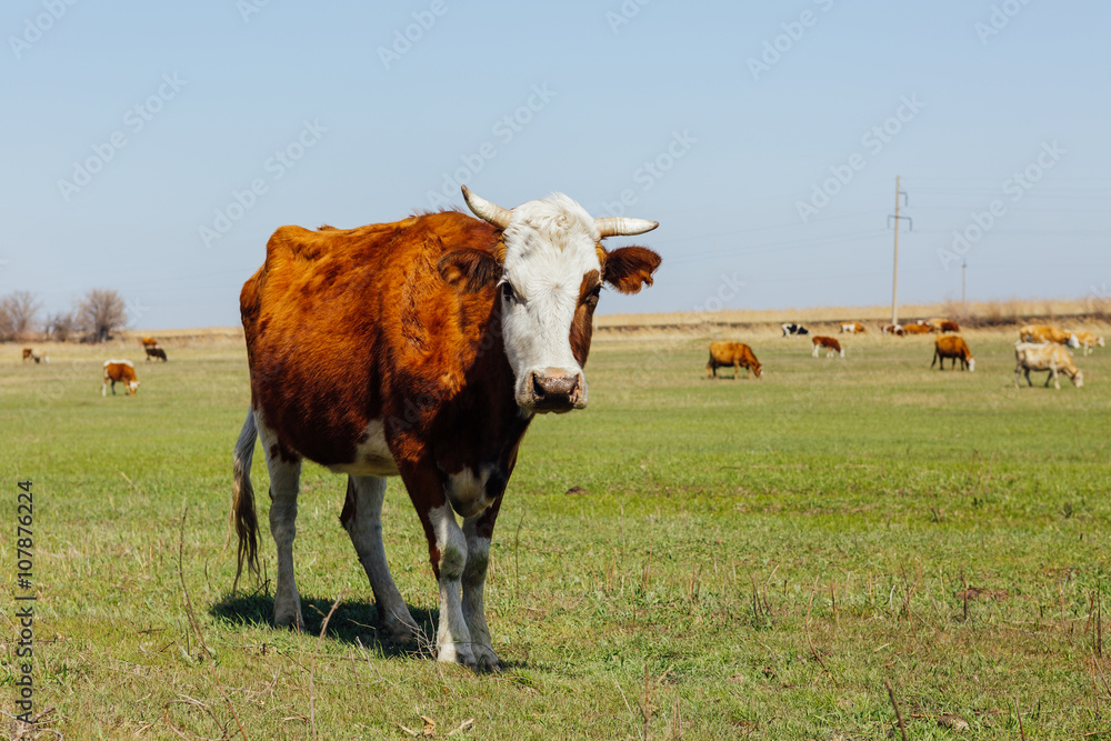 奶牛在绿色草地上吃草，看着镜头