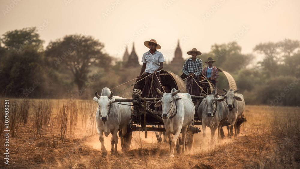 Burmese rural man driving wooden cart with hay on dusty road drawn by two white buffaloes. Rural lan