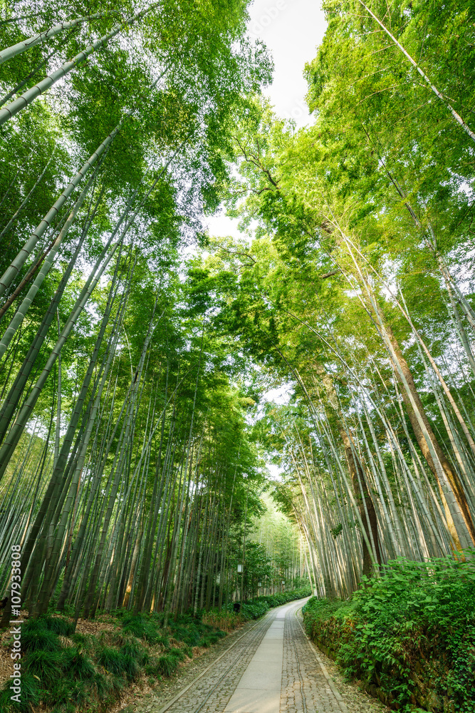 中国杭州安静的竹林步道