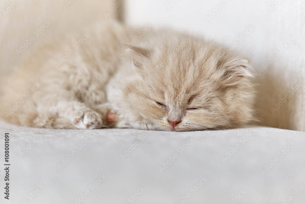 睡在沙发上的英国长毛小猫
