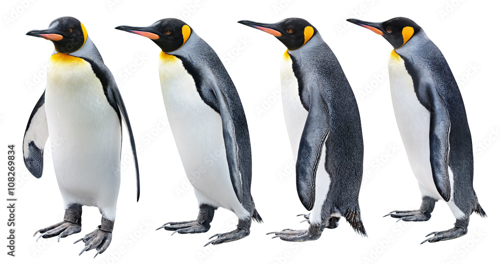 企鹅王以各种姿势在白色上隔离，并有剪裁路径