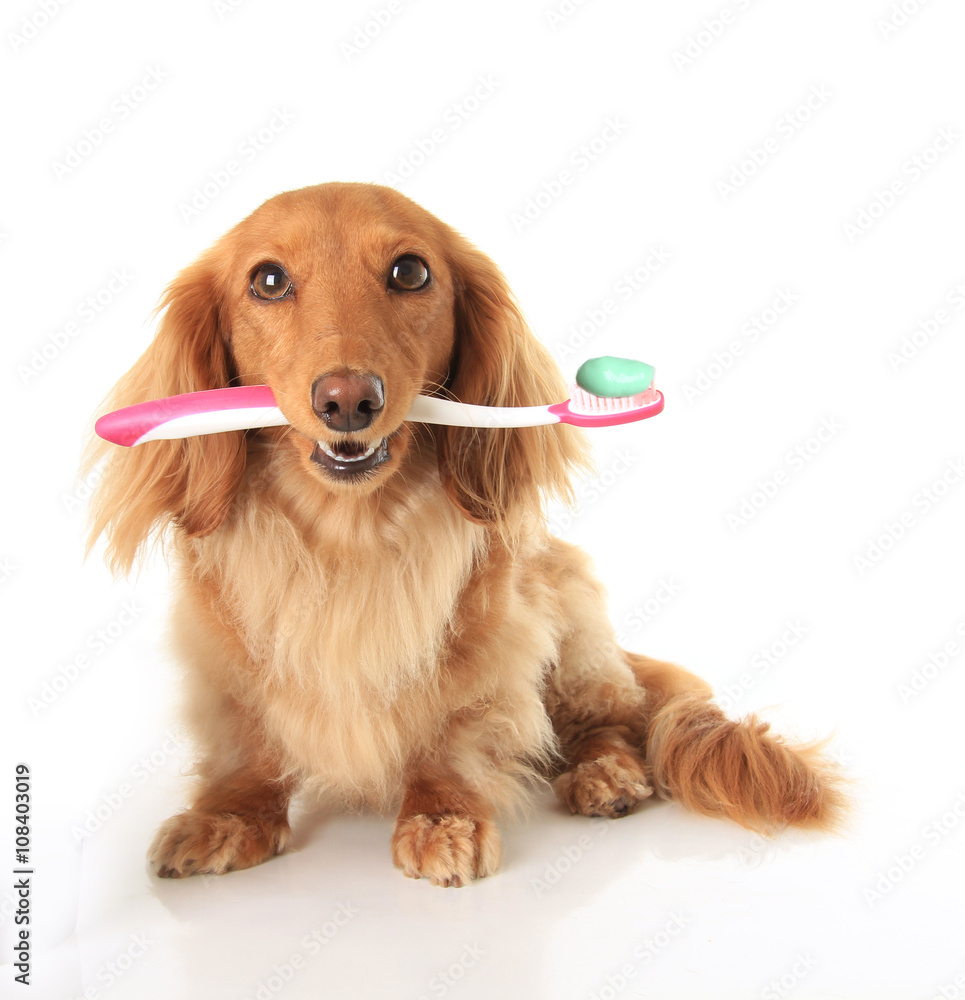 狗用牙刷