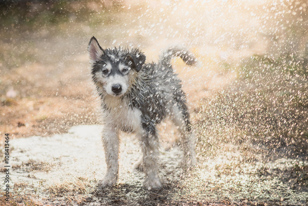 西伯利亚哈士奇小狗抖掉身上的水。
