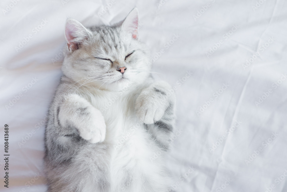 小猫睡在白色床上