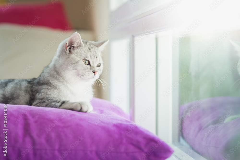 可爱的美国短毛猫躺在枕头上看着窗外