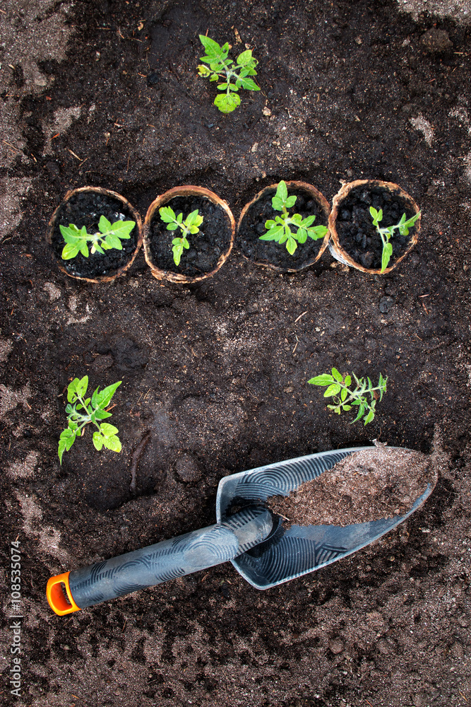 温室黑土上的番茄幼苗和铲子