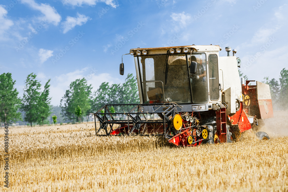 联合收割机在农场收割成熟小麦