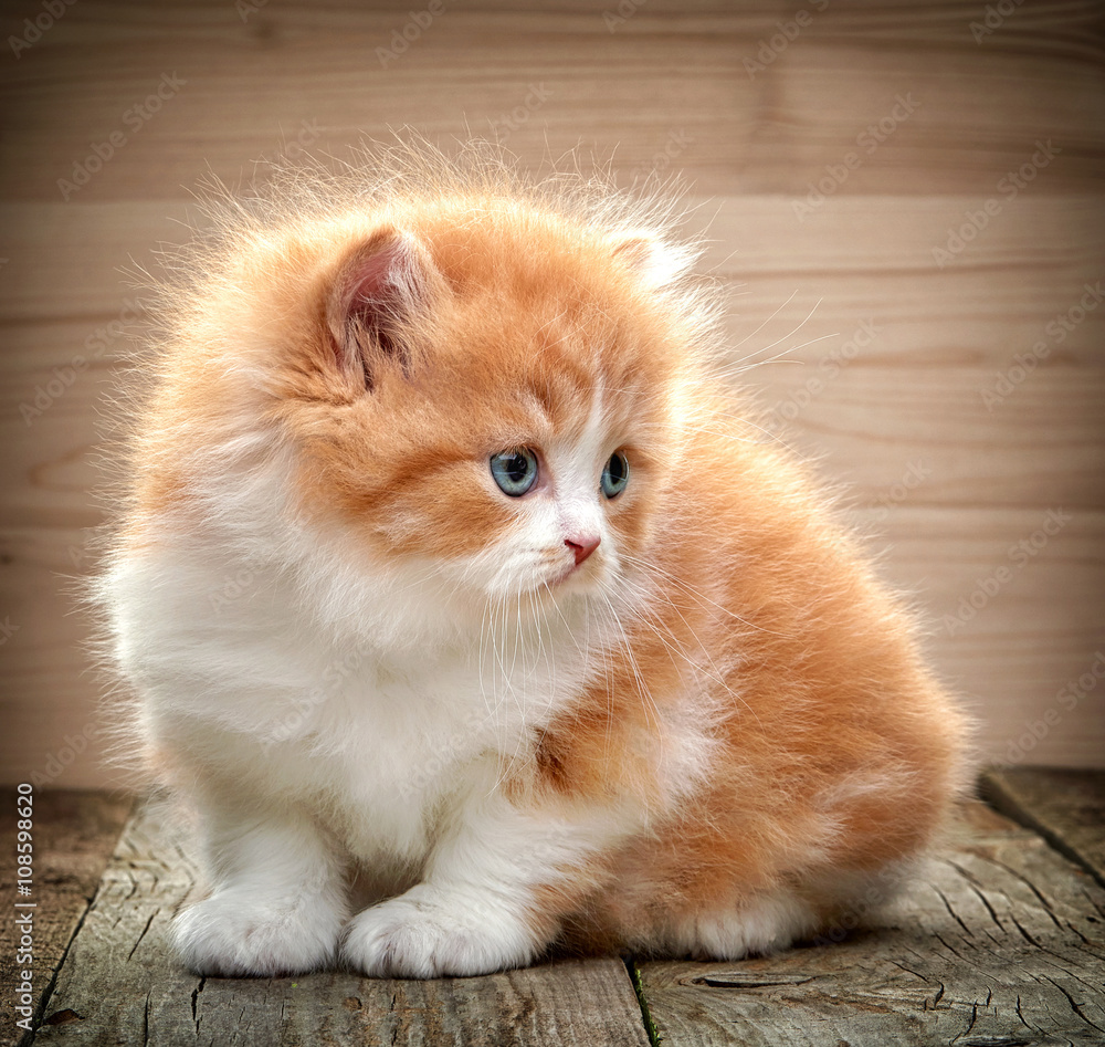 美丽的英国长毛小猫