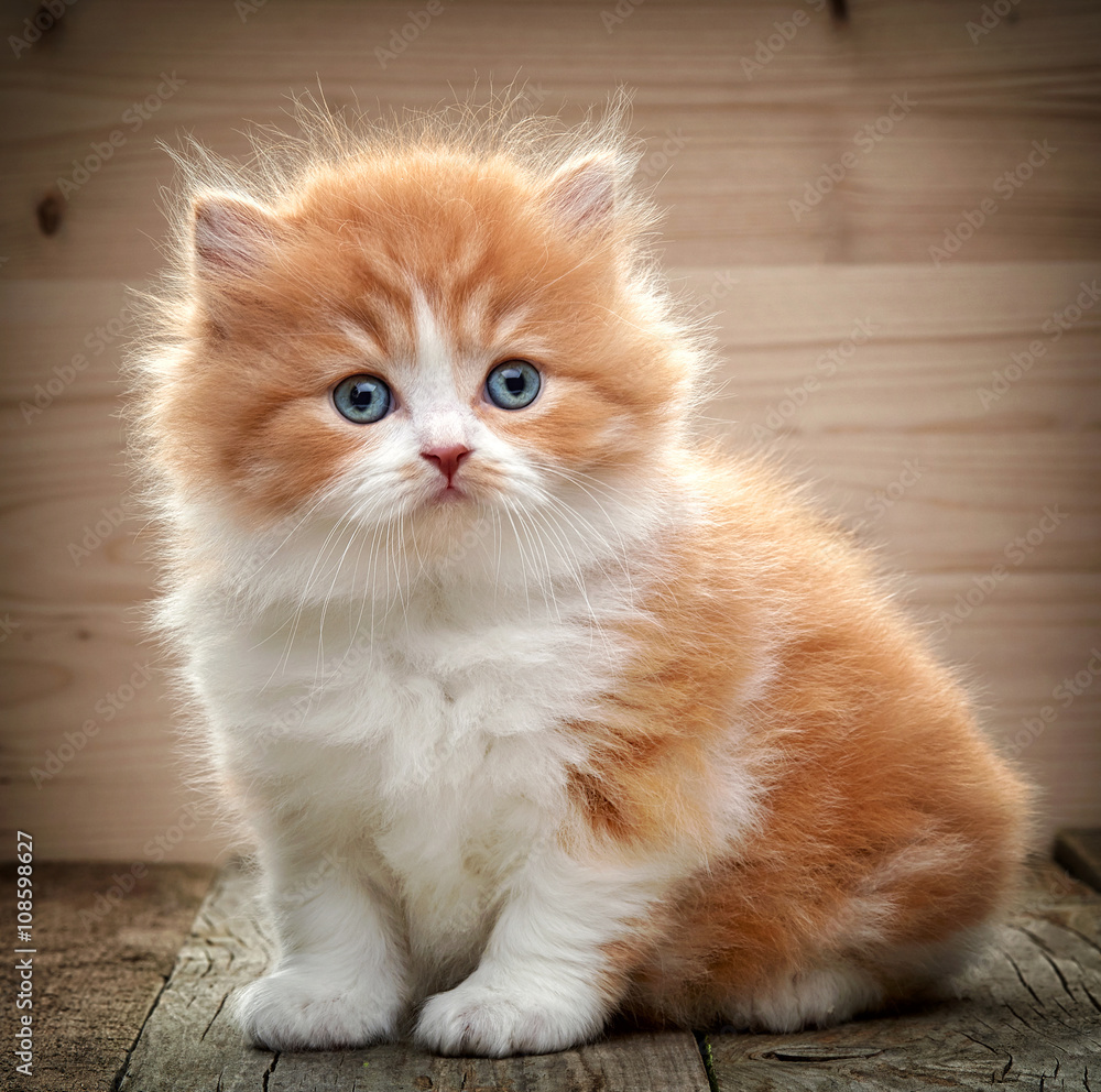 美丽的英国长毛小猫