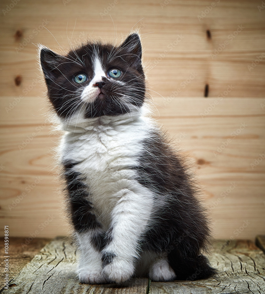美丽的黑白色英国短毛小猫