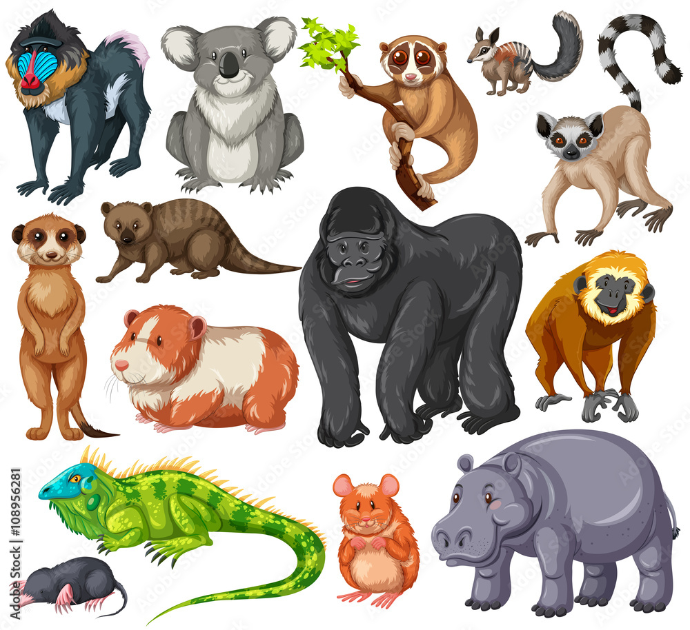 Different type of wildlife animals on white background