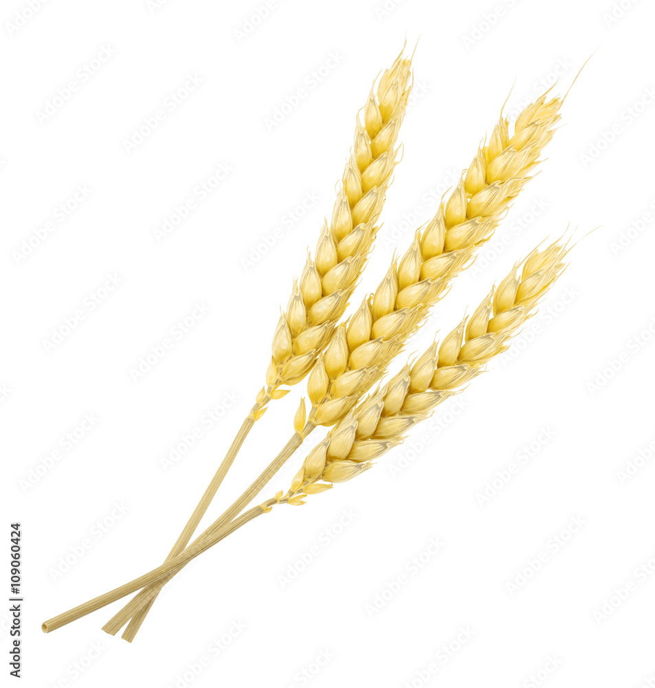 Wheat isolated on white. without shadow