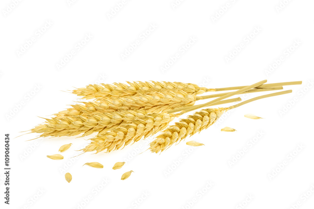 白色分离小麦