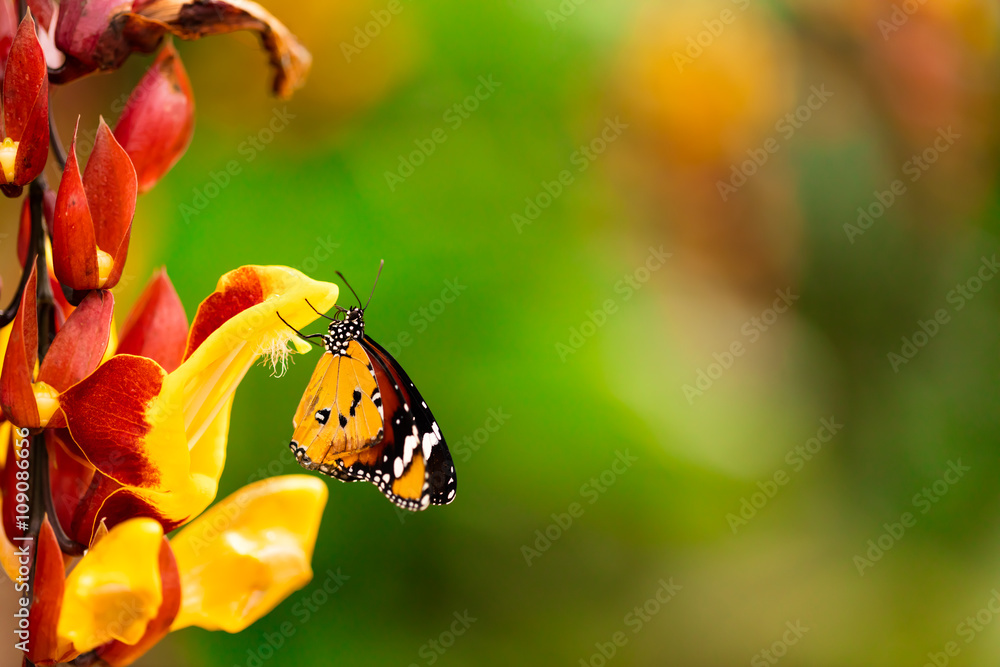 Closeup butterfly on flower blossom