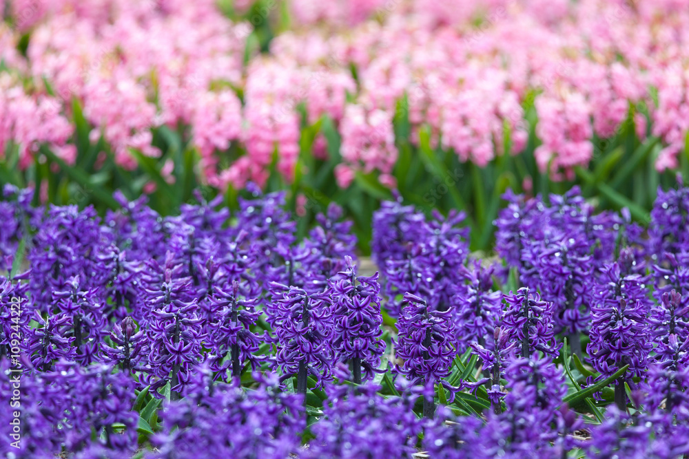 风信子。春天花园里美丽多彩的粉红色和蓝色风信子花，充满活力的花香