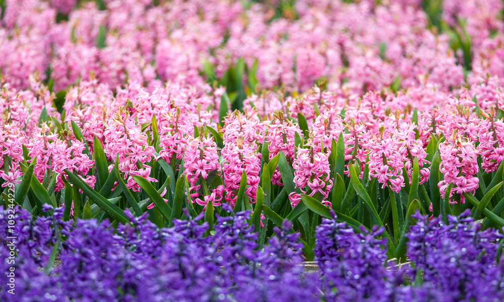 风信子。春天花园里美丽多彩的粉红色和蓝色风信子花，充满活力的花香