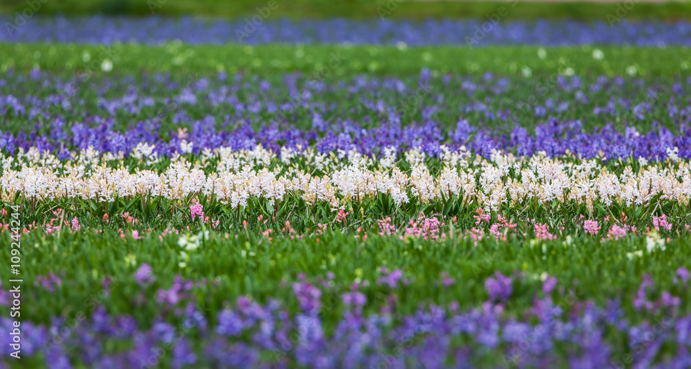 风信子。春天花园里美丽多彩的蓝白风信子花，生机勃勃的花朵背景。