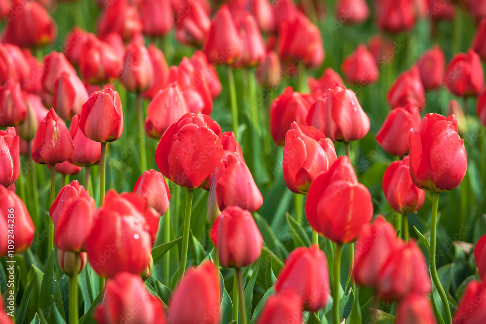 花朵。春天花园里美丽多彩的红色郁金香，充满活力的花朵背景