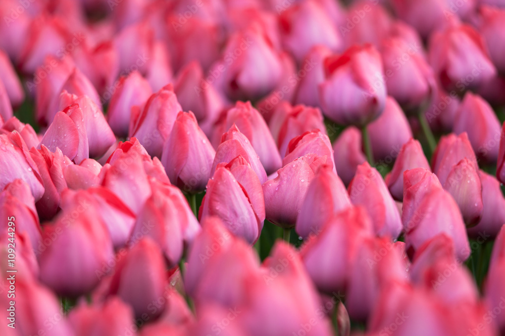 Tulip. Beautiful colorful pink tulips flowers in spring garden, vibrant floral background