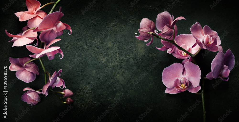 Pink orchid on a dark background