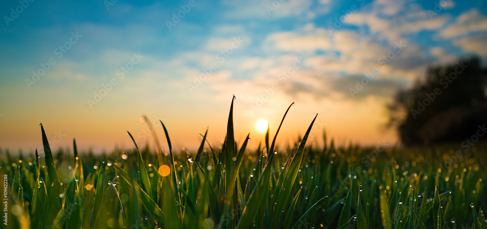 日出时有水滴的绿草