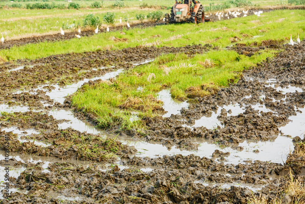 Agricultural tractor cultivated land in the paddy fields