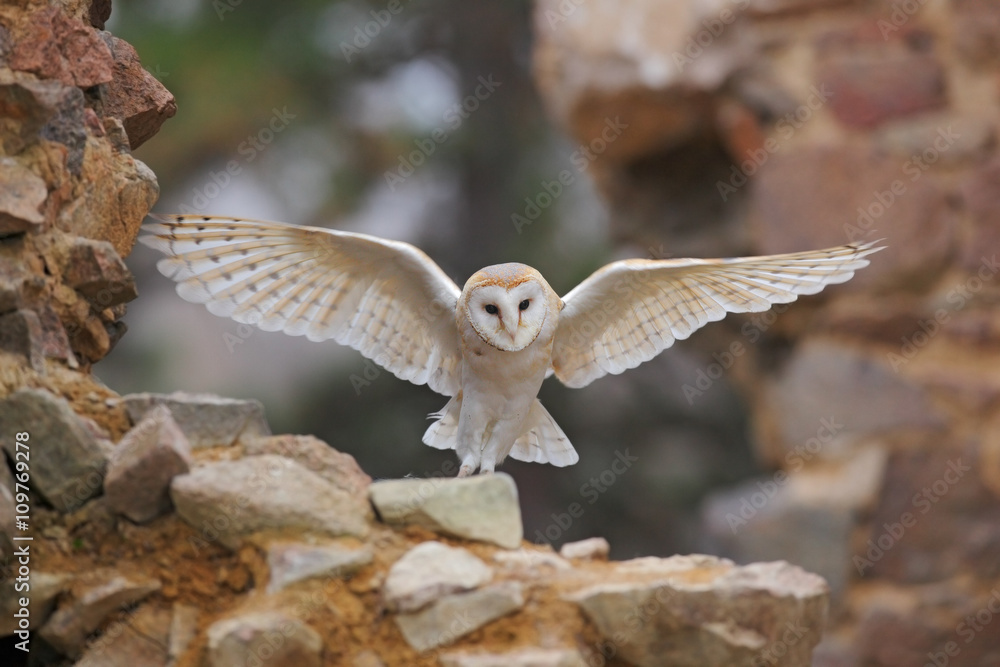 仓鸮，Tyto alba，有漂亮的翅膀在石墙上飞翔，轻鸟降落在古老的城堡里，阿尼
