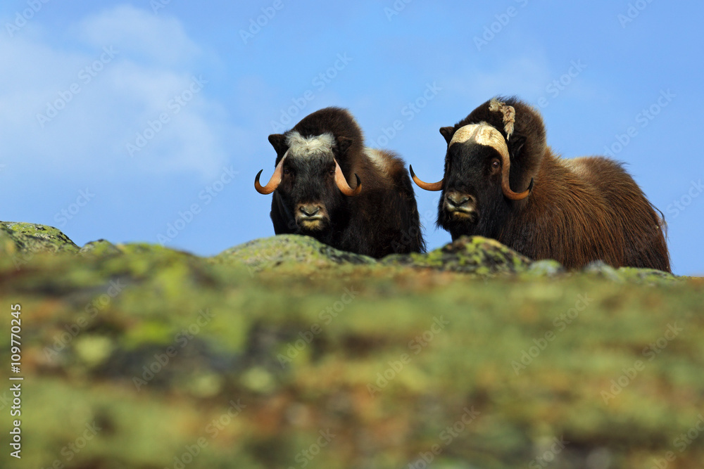 Musk Ox，Ovibos moschatus，两只棕色动物，背景是雪山Snoheta，大动物