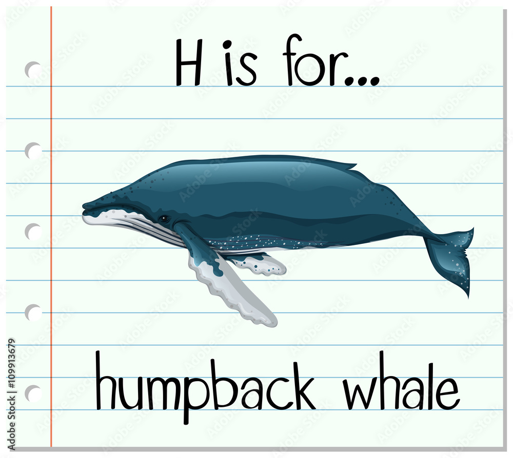 抽认卡字母H代表座头鲸