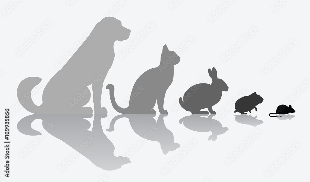 Animal Composition isolated on white