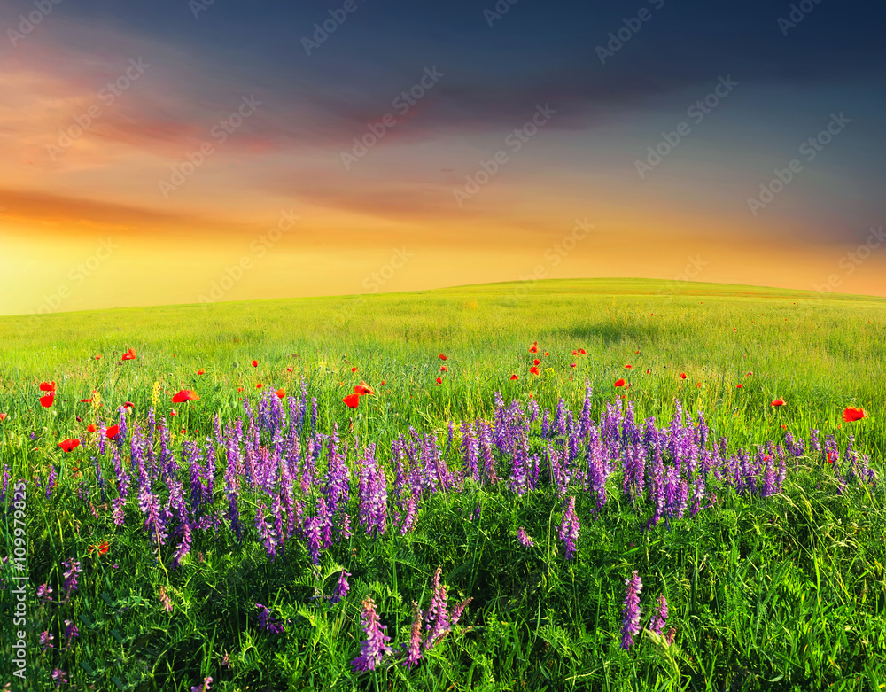 山谷中的田野，鲜花盛开。日落时的自然夏季景观。