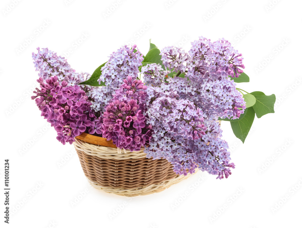 Spring flower, lilac isolated. Syringa vulgaris.