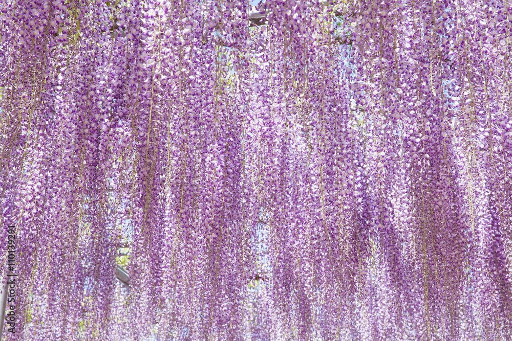 美丽的紫藤在春末绽放