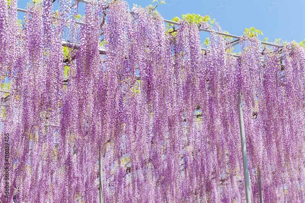 美丽的紫藤在春末绽放