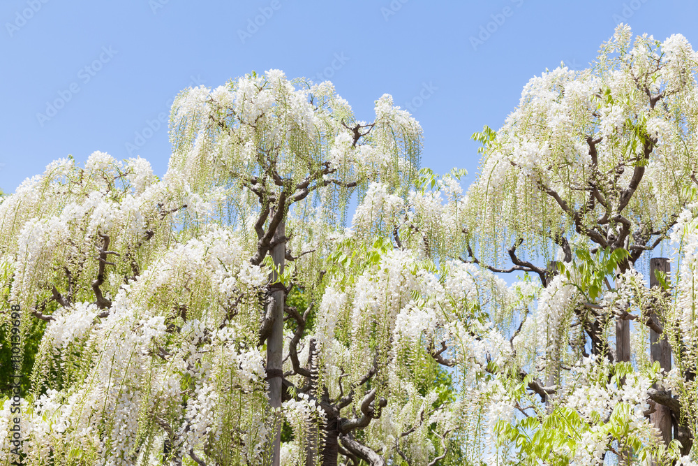 Beauty white wisteria blooming in spring season