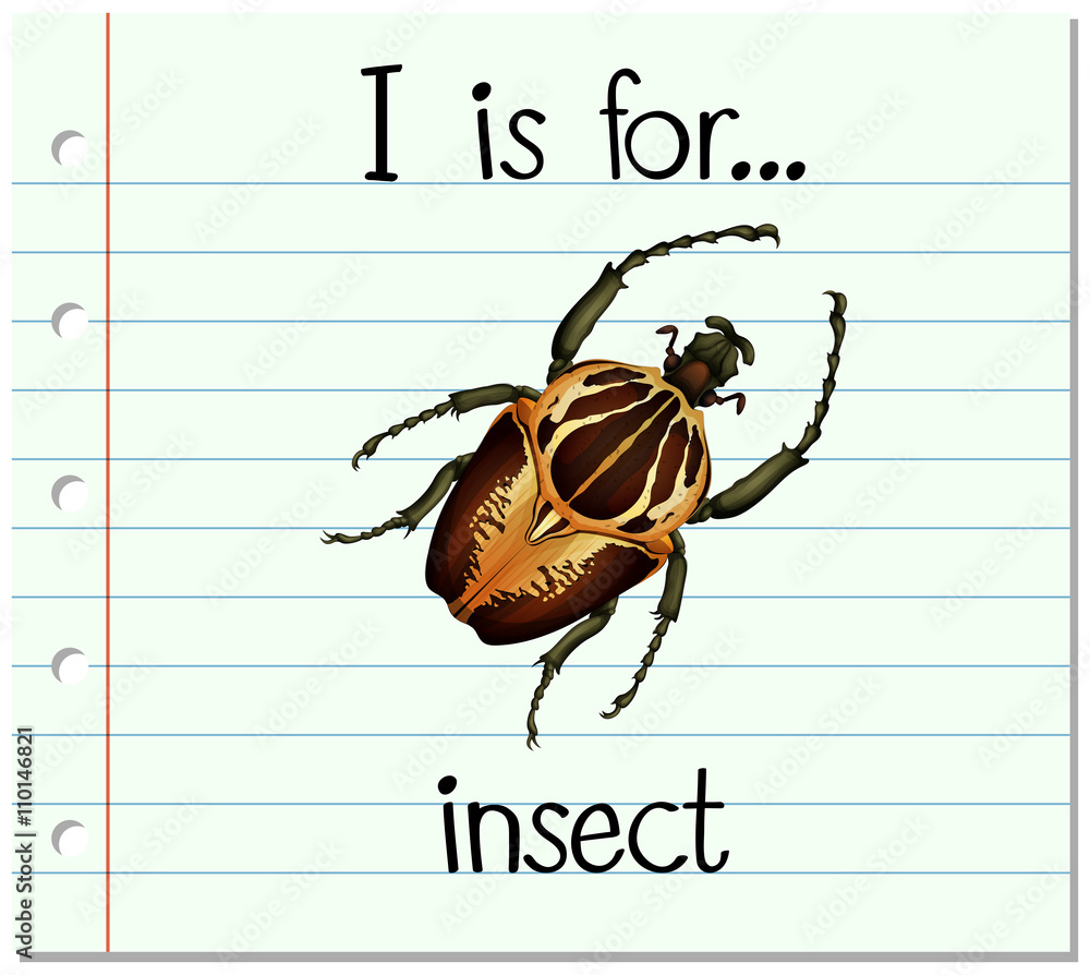 抽认卡字母I代表昆虫
