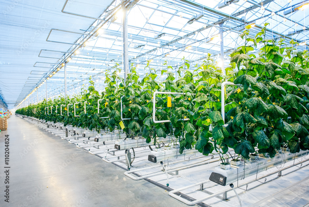 Green crop in modern greenhouse