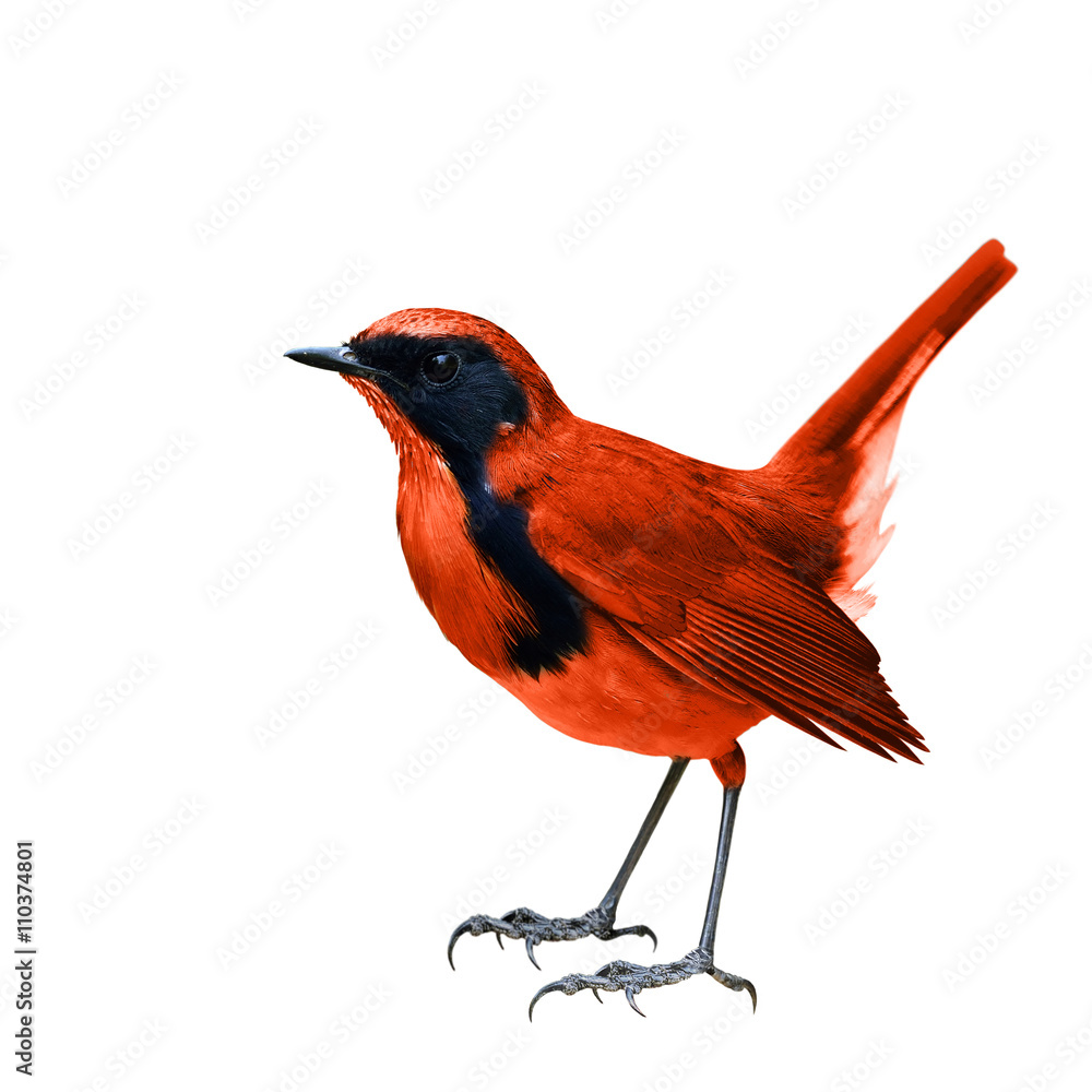 鲜艳的红色小鸟完全孤立地站在白色背景上