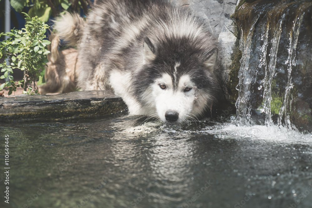 狗狗饮用水