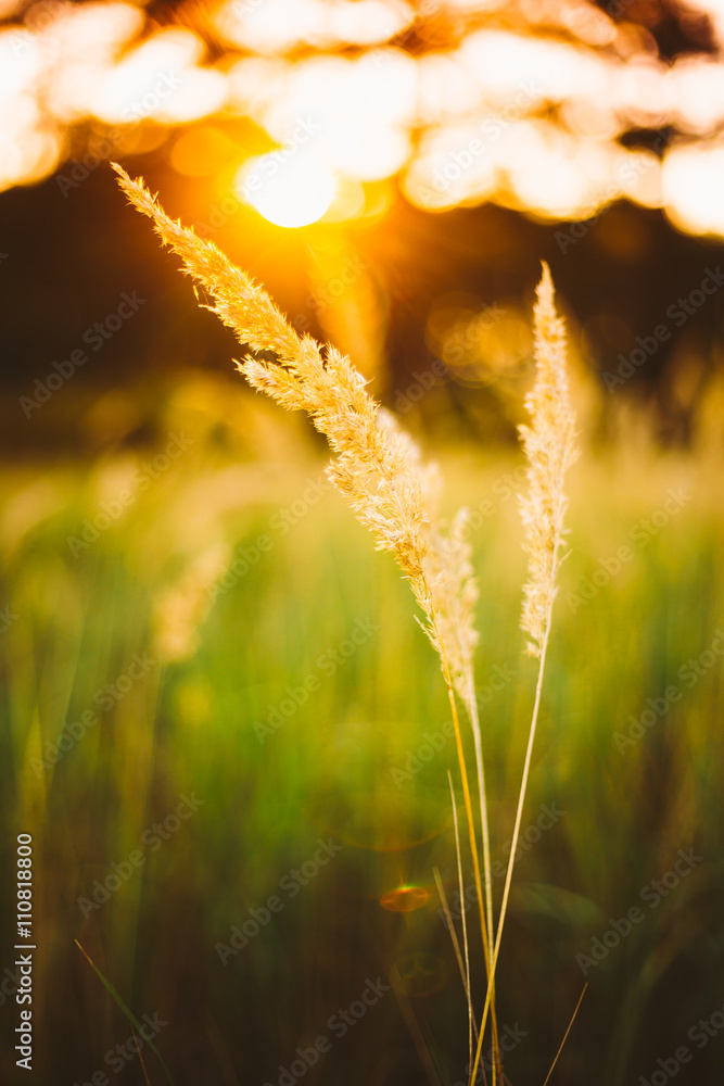 Dry Green Grass In Sunset Sunlight. Beautiful Yellow Sunrise Lig