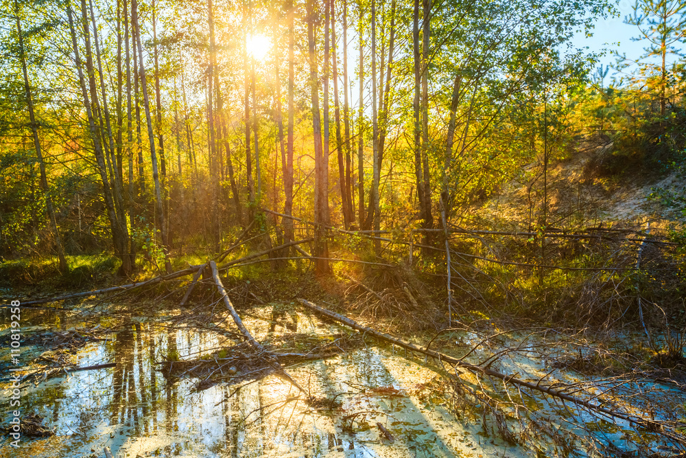 日落日出在夏天阳光明媚的森林森林和野生沼泽。自然