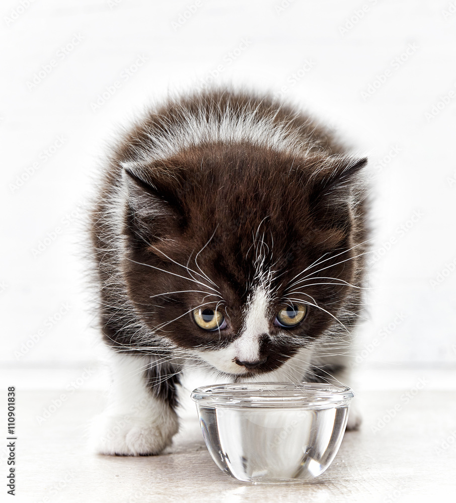 美丽的小猫喝水