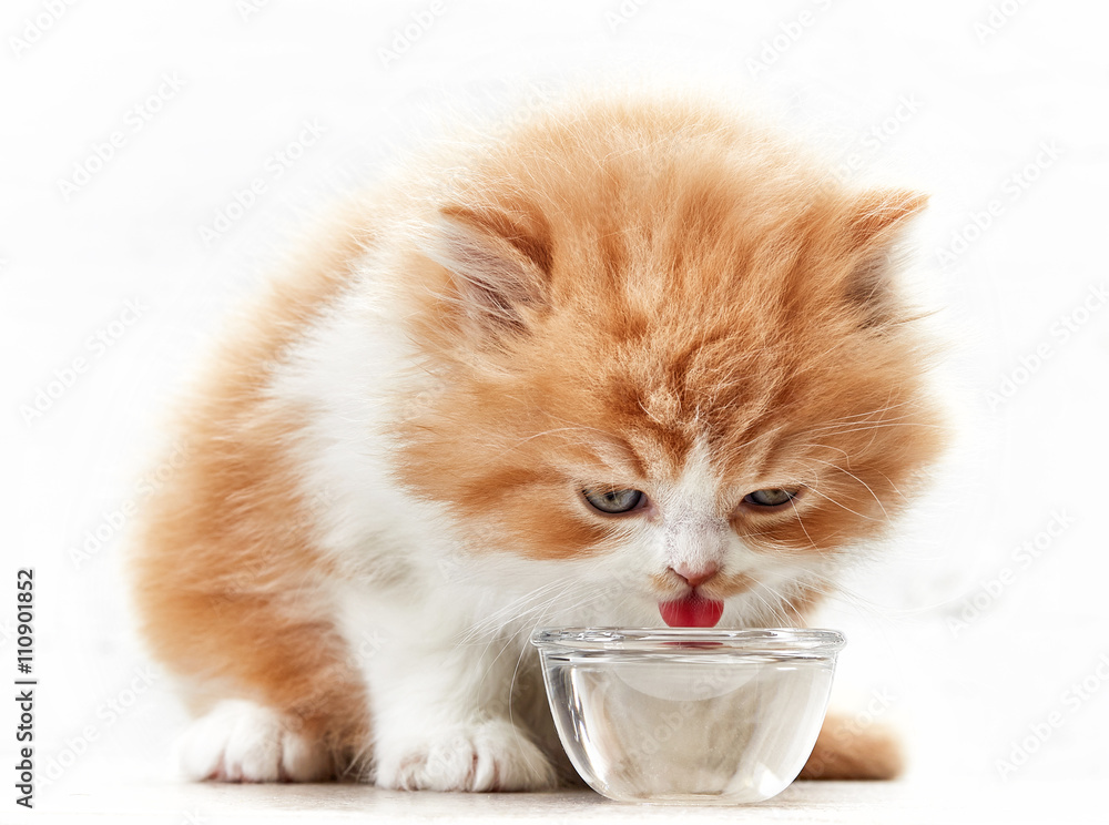 美丽的小猫喝水