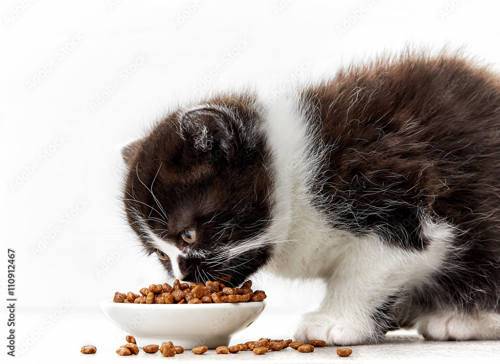 小猫和猫粮