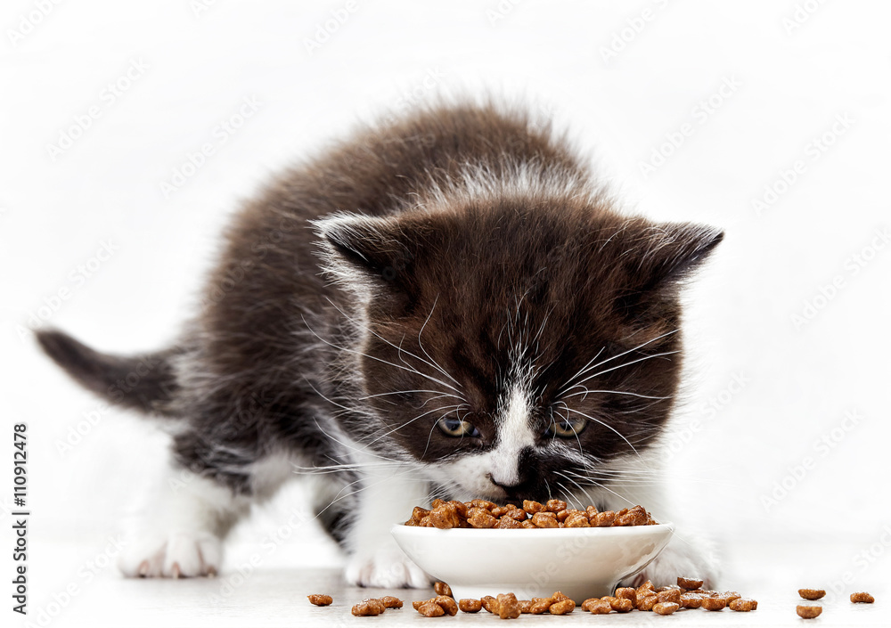 小猫和猫粮